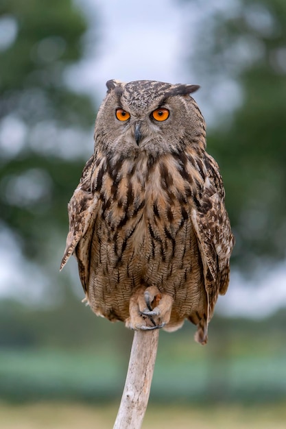 Euraziatische Oehoe (Bubo bubo) op een tak. Gelderland in Nederland.