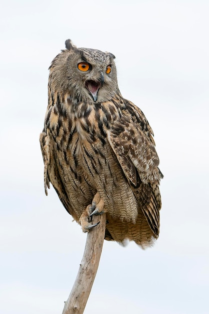 Euraziatische Oehoe (Bubo bubo) op een tak. Gelderland in Nederland.