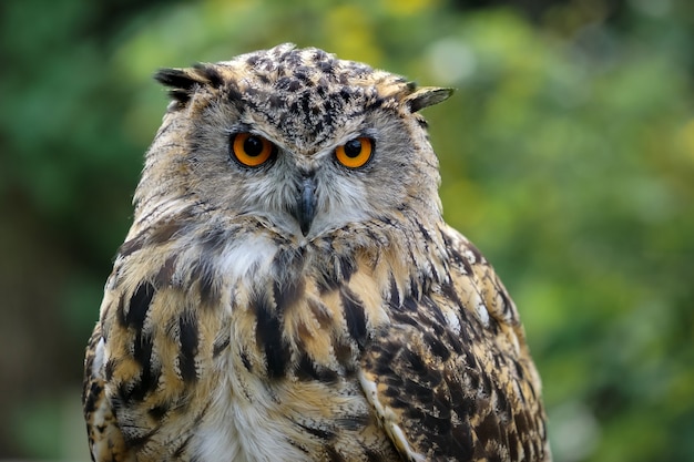 Euraziatische oehoe (bubo bubo)