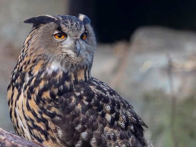 Foto euraziatische oehoe, uhu of oehoe (bubo bubo) stockholm, zweden