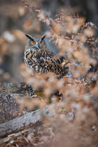 Euraziatische oehoe zit op een boomstronk en gluurt door oranje bladeren in de herfst