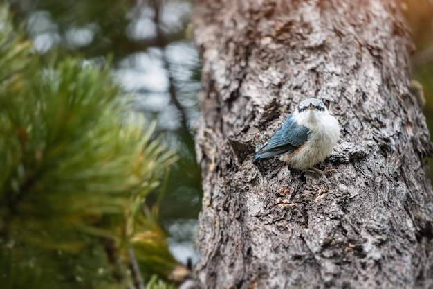 Euraziatische of gewone boomklevervogel in het bos op zoek naar voedsel cedernoten Vogelobservatie en biologieconcept