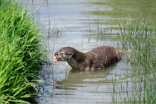 Foto euraziatische otter (lutra lutra) in natuurlijke habitat