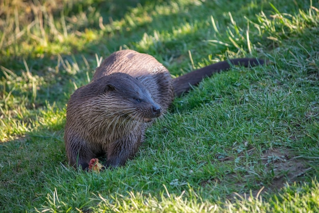 Euraziatische otter (Lutra lutra) in natuurlijke habitat