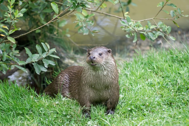 Euraziatische otter (Lutra lutra)