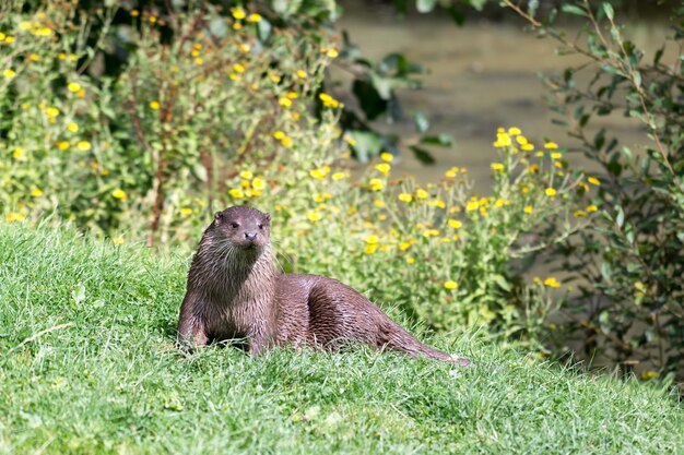 Euraziatische otter (Lutra lutra)