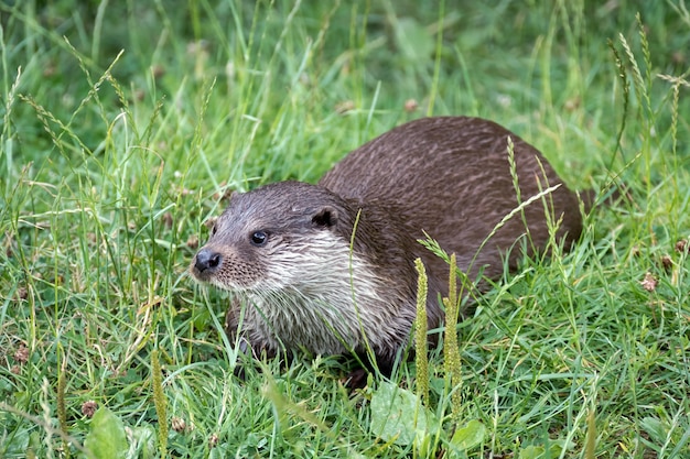 Euraziatische otter (Lutra lutra)