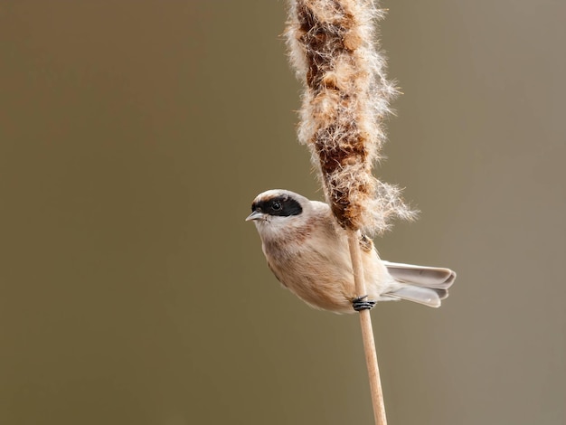 Euraziatische pendule tit op riet stok katoen wol