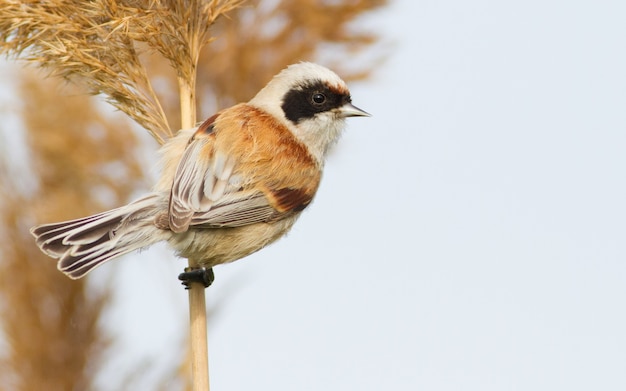 Euraziatische penduliene mees zit op een stoksteel