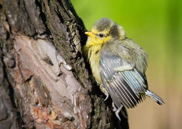 Euraziatische Pimpelmees Cyanistes caeruleus Het kuiken klom op een boomstam en koesterde zich in de zon