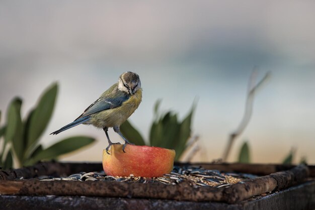 Euraziatische Pimpelmees (Cyanistes caeruleus).