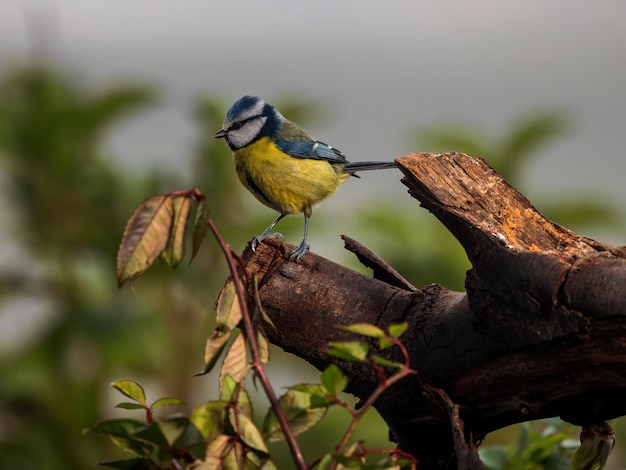 Euraziatische pimpelmees Cyanistes caeruleus