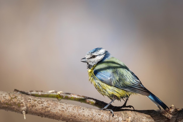 Euraziatische pimpelmees Cyanistes caeruleus