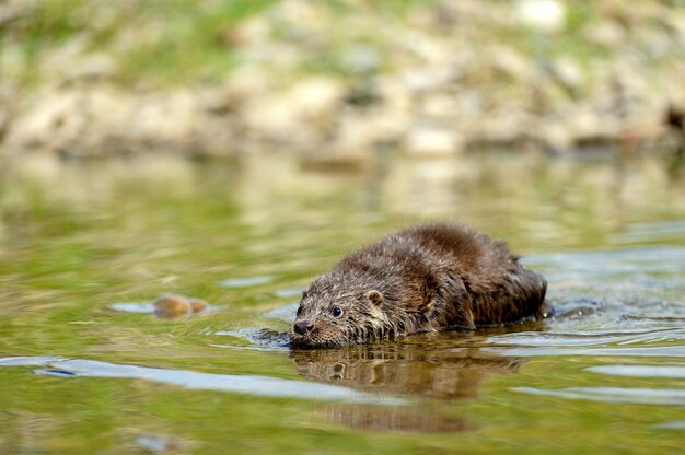 Euraziatische rivierotterbaby. Lutra lutra. Wildlife scène