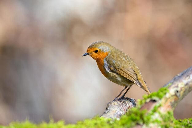 Euraziatische robin erithacus rubecula zit in de winter op een met mos bedekte boomtak