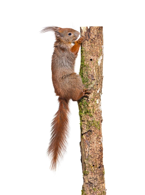 Euraziatische rode eekhoorn die op een boomtak klimt