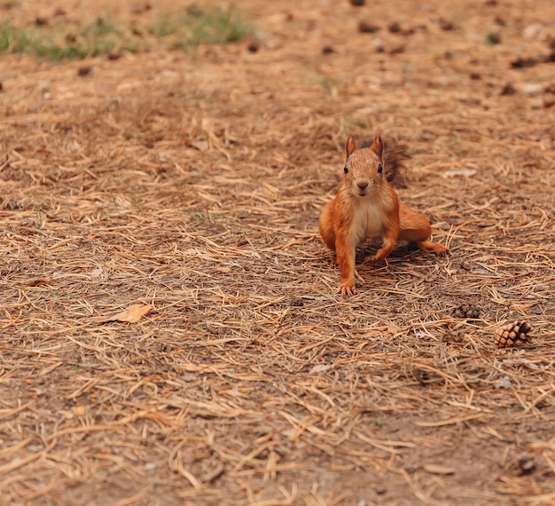 Euraziatische rode eekhoorn sciurus vulgaris