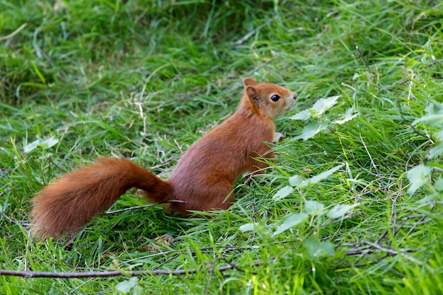 Euraziatische rode eekhoorn (Sciurus vulgaris)