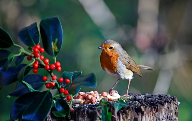 Euraziatische roodborst in een bosrijk voedergebied