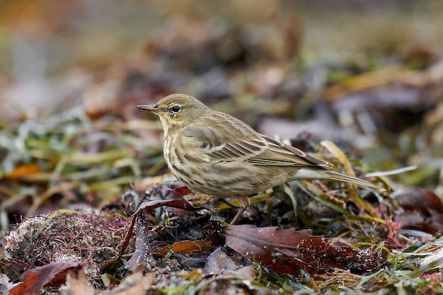 Euraziatische rotspieper Anthus petrosus