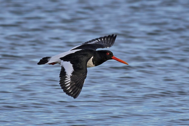 Euraziatische scholekster Haematopus ostralegus