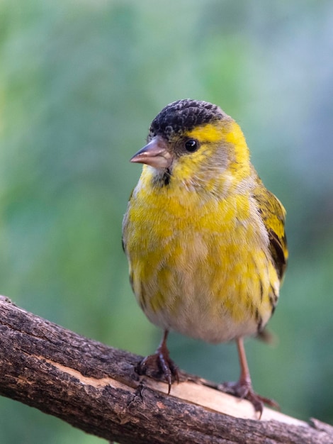 Euraziatische sijs carduelis spinus malaga spanje