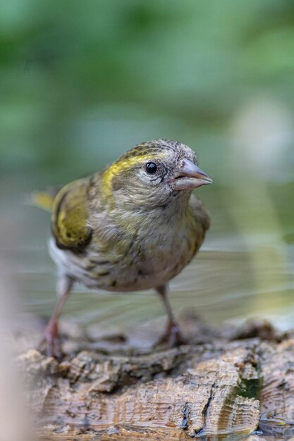 Foto euraziatische siskin carduelis spinus cordoba spanje