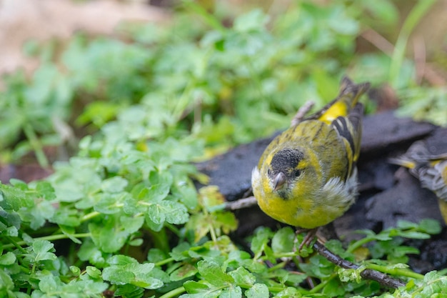 Foto euraziatische siskin carduelis spinus cordoba spanje