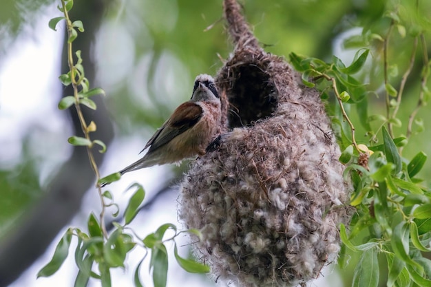 Euraziatische slingermees op nest (Remiz pendulinus)