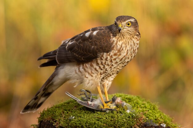 Euraziatische sparrowhawk accipiter nisus voedt zich met zijn prooi en scheurt de tieten uit elkaar in het herfstwoud Wilde vogel die kleine dode dieren in de natuur verslindt Dieren in het wild met een moord