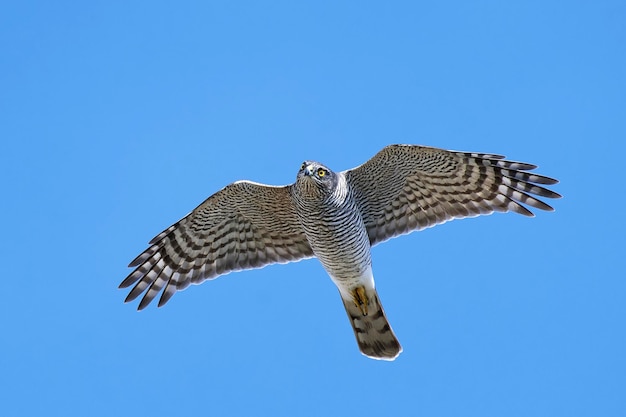 Euraziatische sperwer Accipiter nisus