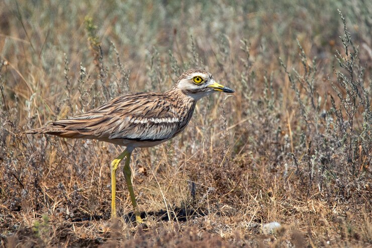 Euraziatische stenen wulp (Burhinus oedicnemus) wandelingen.