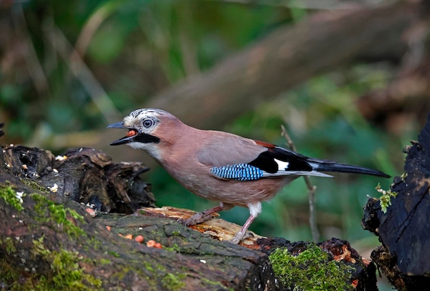 Euraziatische vlaamse gaai verzamelt pinda's om zich in het bos te verstoppen