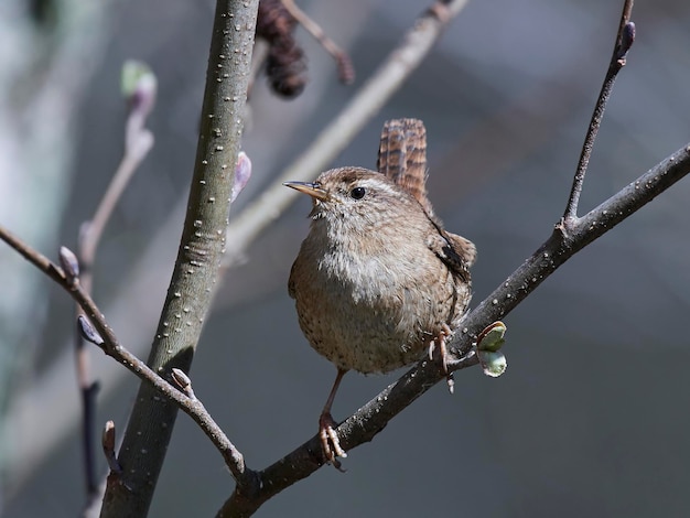 Euraziatische winterkoninkje Troglodytes holbewoners