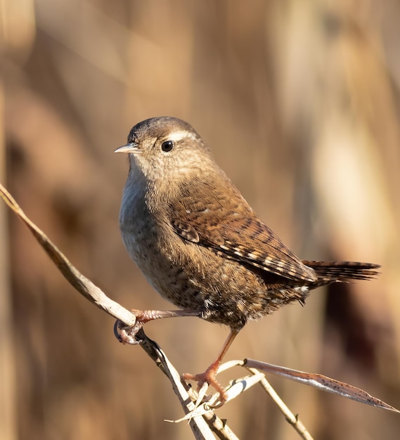 Euraziatische winterkoninkje Troglodytes troglodytes Een vogel zit op de stengel van een plant bij de rivier