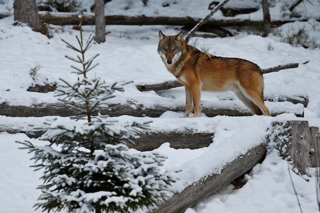 Euraziatische wolf in witte winterhabitat Prachtig winterbos