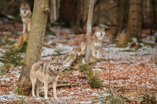 Euraziatische wolf staat in de natuurhabitat in het Beierse woud