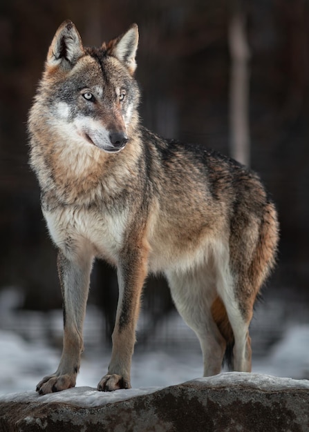 Euraziatische wolf