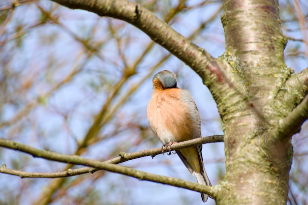Foto eurazische chaffinch die op een tak van een boom zit en zijn veren schoonmaakt