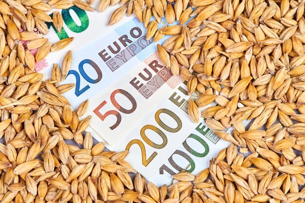 Euro banknotes of various denominations in unpeeled barley grains