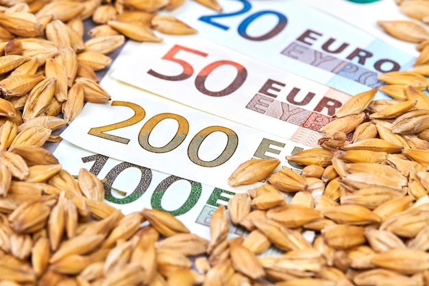 Euro banknotes of various denominations in unpeeled barley grains