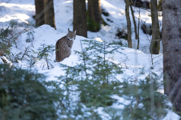 동독의 바이에른 국립공원에 있는 유럽 스라소니, 유럽 야생 고양이, 유럽 숲의 동물, 스라소니