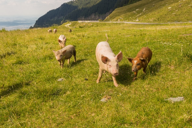 Europa reis Roemenië