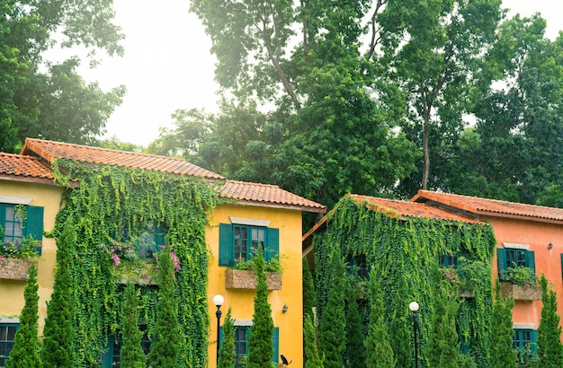 Europe style building covered with green ivy. Green creeping plant climbing on wall and window of tuscany house. Eco-friendly building. Facade of building decor with ivy. Sustainable building.