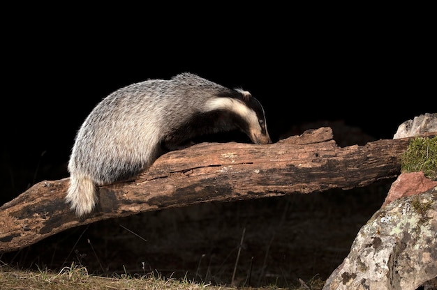 夕方に自分の領土内で食べ物を探しているヨーロッパアナグマの男性