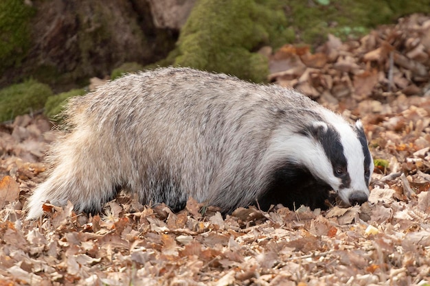 European badger Meles meles Cadiz Spain