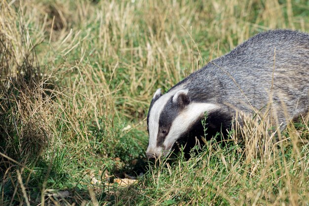 European Badger (Meles meles)