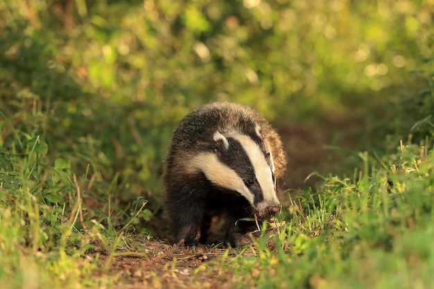 An european badger at sundown