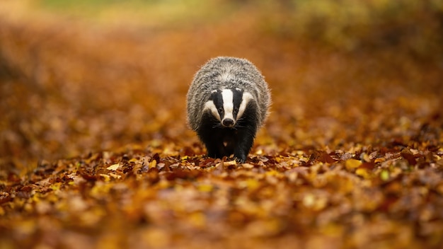 European badger walking on leaves in autumn