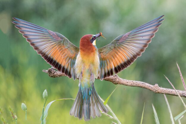 Photo european bee-eater in flight merops apiaster italy